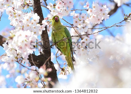 Japanese cherry blossoms and Indian Rose-necked Parakeet (Psittacula krameri manillensis) bird