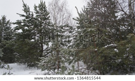 Green spruce trees in the snow against the backdrop of snow in winter.