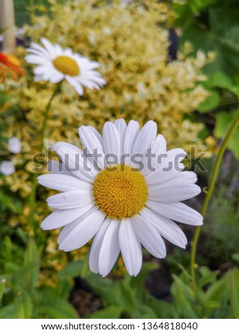 Close-up of a blooming Daisy flower on the background of a yellow Bush and another flower Royalty-Free Stock Photo #1364818040