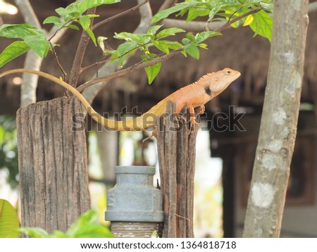 Garden Lizard. These Changeable Lizards are territorial during breeding season and male can be easily distingu,chameleon lizard on white background,selection focus only some point on image