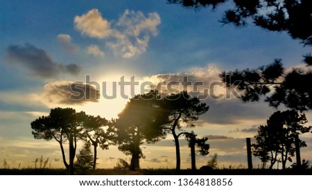 sunset trees and clouds