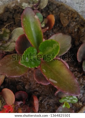 multi colored succulent picture from india 