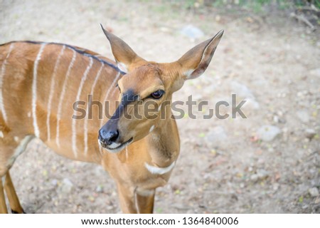 Close up deer at the national park. Wildlife animal concept