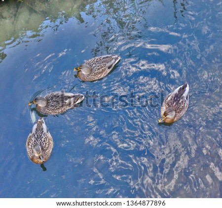 wild ducks on blue water