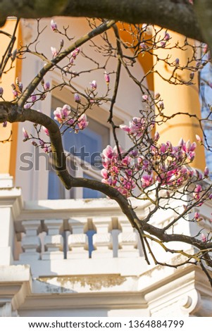 Pink or white flowers of blossoming magnolia tree (Magnolia denudata) in the springtime 