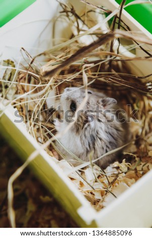 Hamster in his house