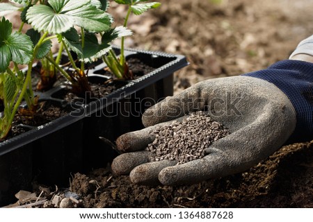 Gardener blending organic fertiliser humic granules with soil, enriching soil for plants to grow optimally. Organic gardening, healthy food, nutrients, self-supply, housework concept.   Royalty-Free Stock Photo #1364887628