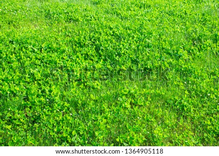 Green nature textured background 