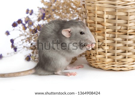 Decorative dumbo rat next to chrysanthemum flowers on a white isolated background. Wicker basket with apples. Gray mouse, pet.