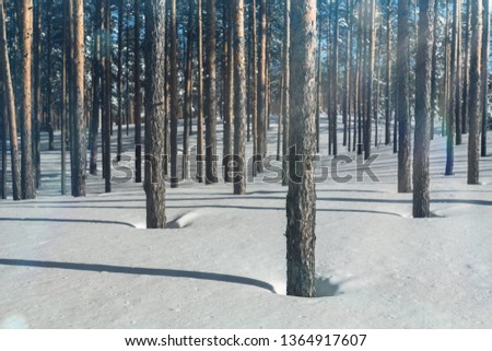Cold forest in winter. Pure pine forest in sunny weather. Frosty air and pure white snow. Winter fairytale