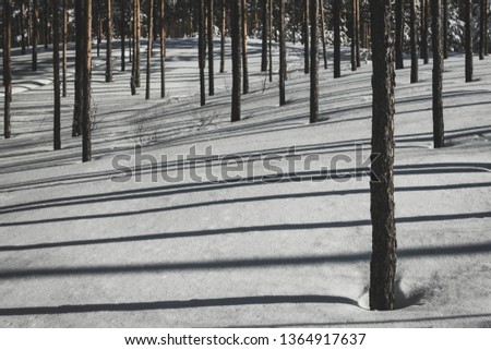 Beautiful forest in winter. Pure pine forest in sunny weather. Without garbage and people. Get lost in winter fairytale