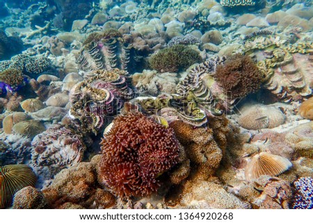 Ocean Coral Fish Stock Photo