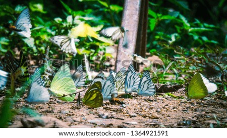 Beautiful on Butterfly with blur background and group of butterflies on surface ground.
Insect world Bankrang camp, Phetchaburi province, Thailand National Park.