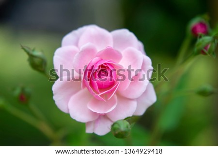 Close up pink of Damask Rose flower with green blur background. (Rosa damascena)
