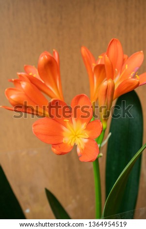 Orange bouquet flowers
