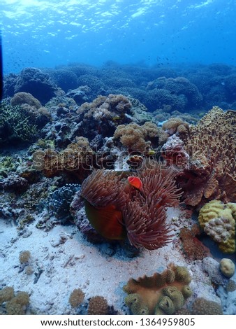 Scuba Diving in Rabaul in 2019 , PNG Islands best scuba diving Royalty-Free Stock Photo #1364959805