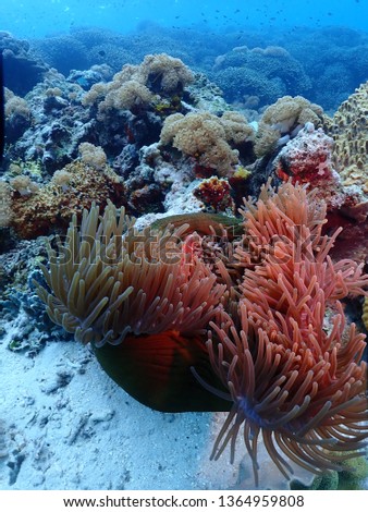 Scuba Diving in Rabaul in 2019 , PNG Islands best scuba diving Royalty-Free Stock Photo #1364959808