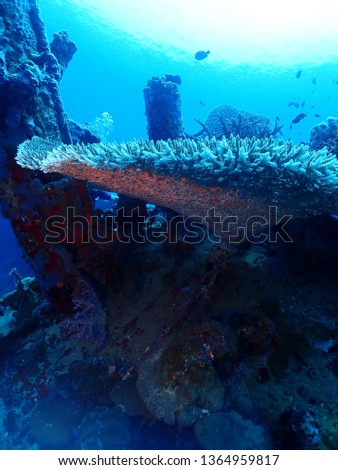 Scuba Diving in Rabaul in 2019 , PNG Islands best scuba diving Royalty-Free Stock Photo #1364959817
