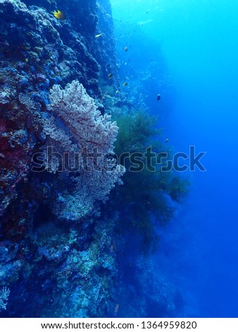 Scuba Diving in Rabaul in 2019 , PNG Islands best scuba diving Royalty-Free Stock Photo #1364959820