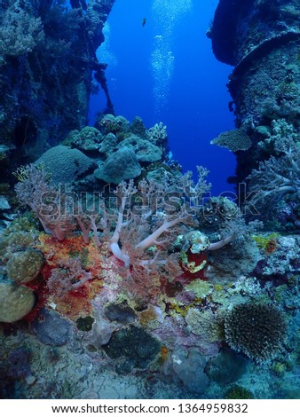 Scuba Diving in Rabaul in 2019 , PNG Islands best scuba diving Royalty-Free Stock Photo #1364959832