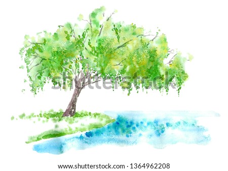 Weeping willow on the lake. Summer. Watercolor hand drawn illustration.
