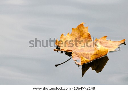 A Golden Autumn Leaf in the Blue Water