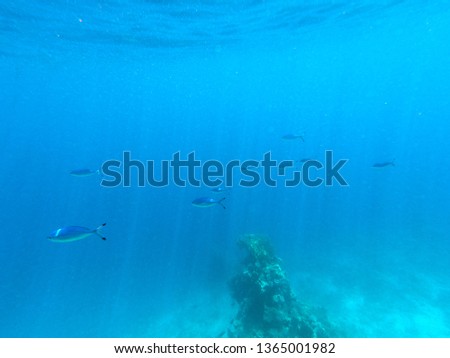 Beautiful texture of the sea and ocean water. Underwater photography. Red Sea, Egypt.