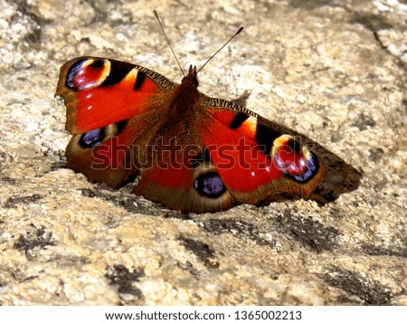 Peacock butterfly, European peacock (Inachis io, Aglais io). Colorful butterfly on the stone closeup