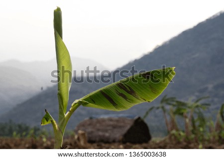 Banana Tree Green leaf
