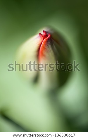 Macro picture of a tulip bud