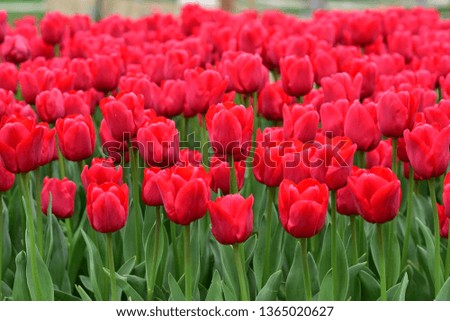Red tulips background. Group of red tulips in the park. Spring landscape. Tulip