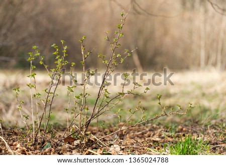   branches and bush wild gooseberry (grossularia reclinata) in the Carpathian. Wild gooseberry (grossularia reclinata) in the Carpathian. Branches of wild gooseberry (grossularia reclinata).