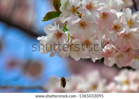 A close up picture of spring cherry blossoms, pink/white flowers at sunny day. Cherry blossom in full bloom. Cherry flowers in small clusters on a cherry tree branch. Prague, Czech republic. 