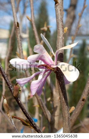 Magnolia fresh flower, spring beautiful blossoming, spring tree in bloom photo, pink and white flowers blossom