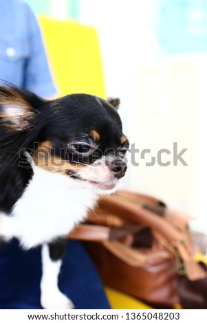 Pretty black and white Chihuahua dog facing the camera isolated on a orange background.