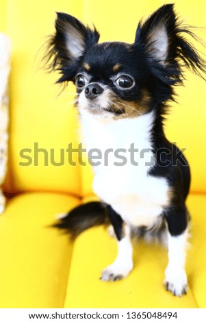Pretty black and white Chihuahua dog facing the camera isolated on a orange background.