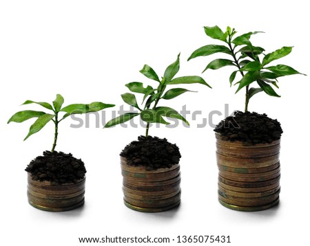 Green tree isolated on white background. Golden coins with plant on white background.