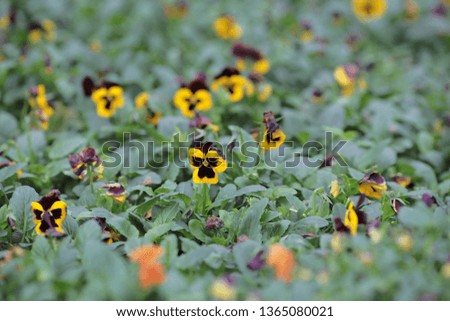 a Tricolor pansy flower plant natural back ground,
