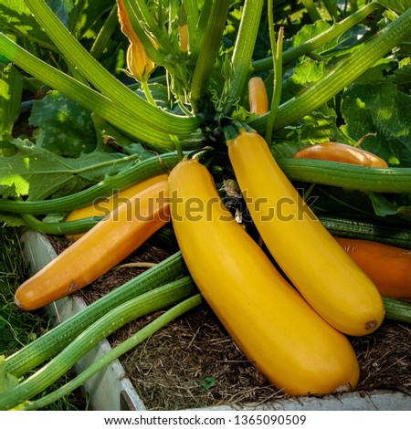 Squash plant with blossoms,
yellow zucchini in the garden, organic vegetables.Courgette plant (Cucurbita pepo) with yellow fruits growing in the garden bed outdoors Royalty-Free Stock Photo #1365090509