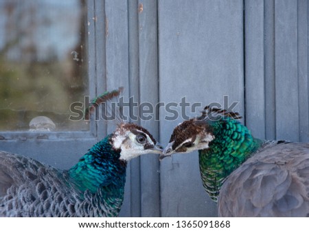 Two peacocks kissing
