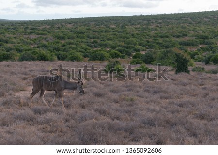 Male kudu antelope with spiral horns walking in the wild. African safari game drive scene