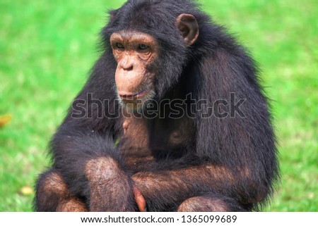Chimpanzee in closeup view at an Indian wildlife sanctuary