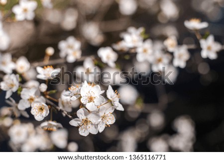 Branches of blossoming tree outdoors at spring. Blue sky background.