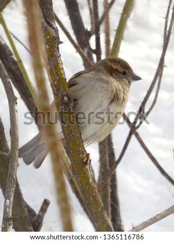 Sparrow sits on verke near plan