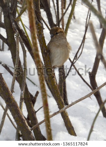 Sparrow sits on verke near plan