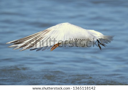 Royal tern (Thalasseus maximus) is a tern in the family Laridae. Taken in Costa Rica