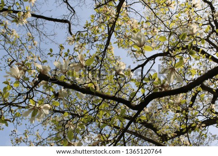 branches of a Magnolia tree in blossom