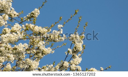Beautiful cherry tree branches with blossoms at spring