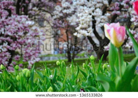 Blooming magnolia tree and spring flowers.                               