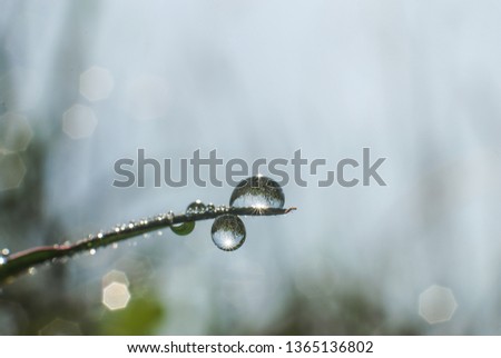 Exotic dew drops on grass. Nature abstract.